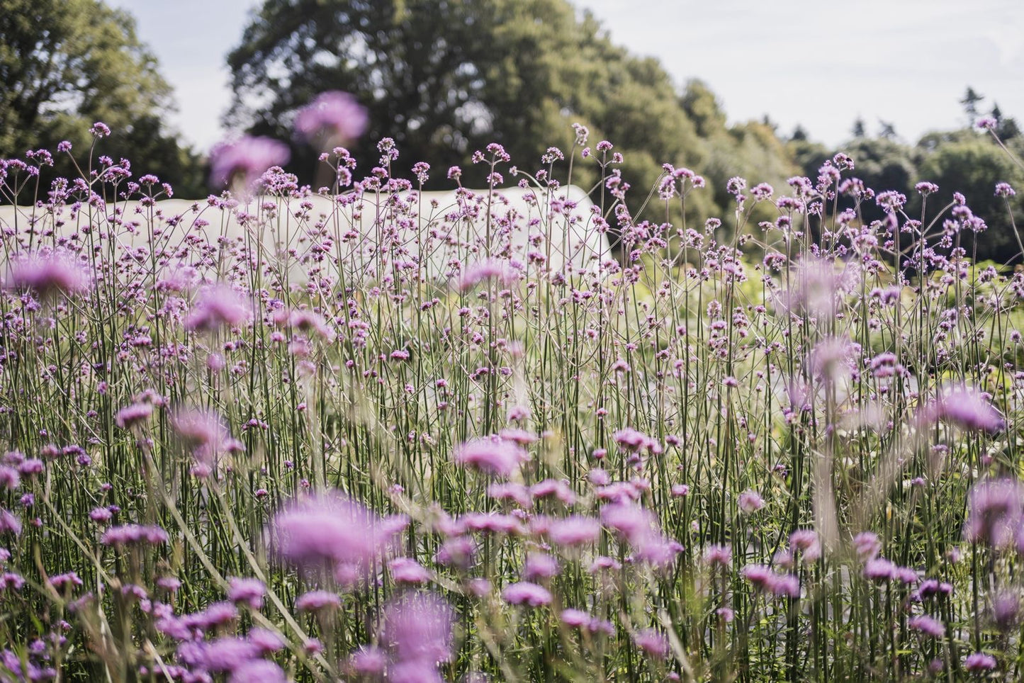 Dahlias, tea and cake, Saturday 13th September