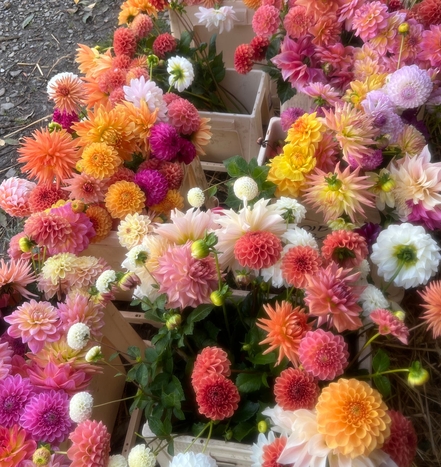 Dahlias, Tea & Cake gift voucher