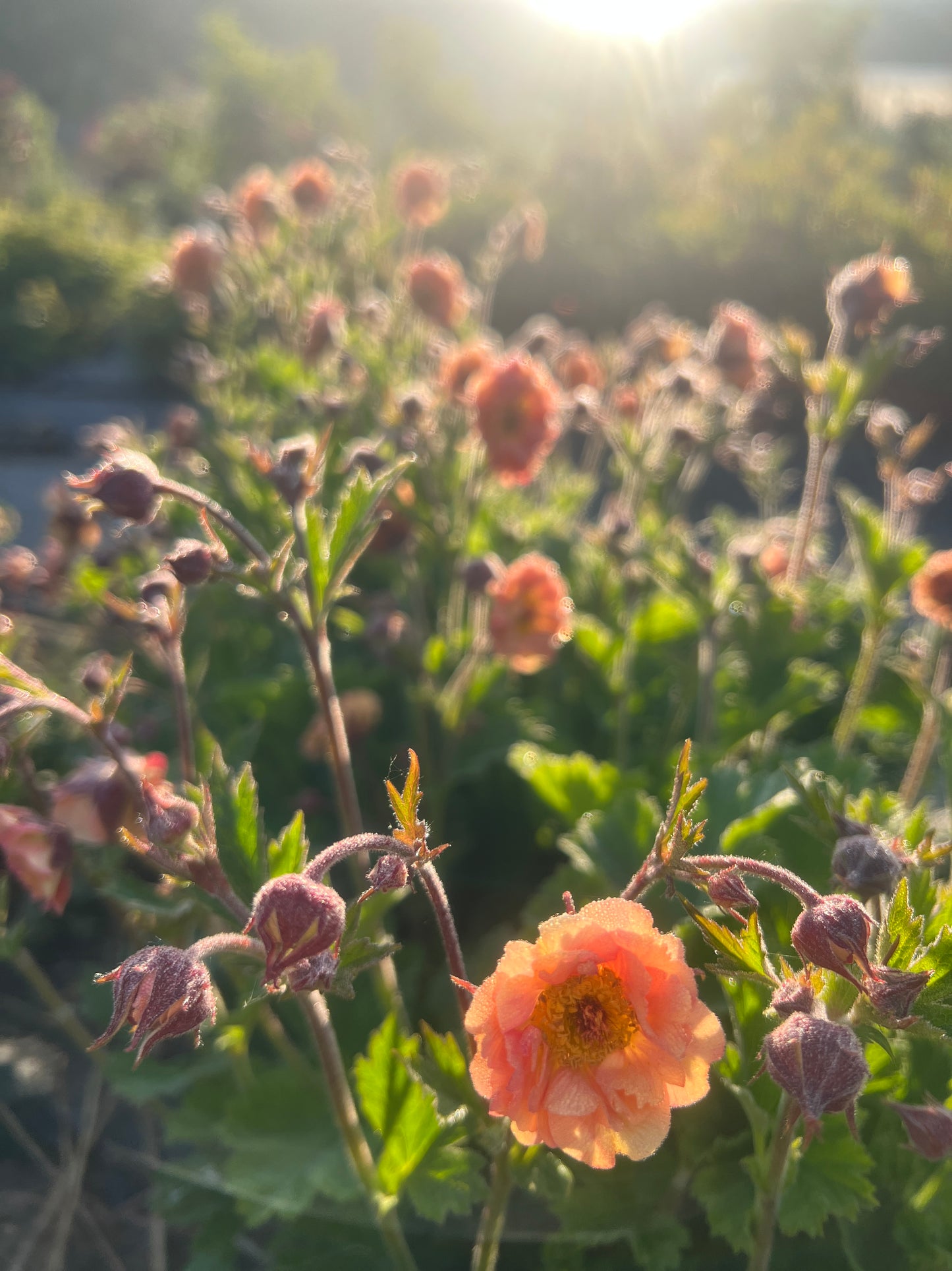 Pick Your Own Ranunculus & geums