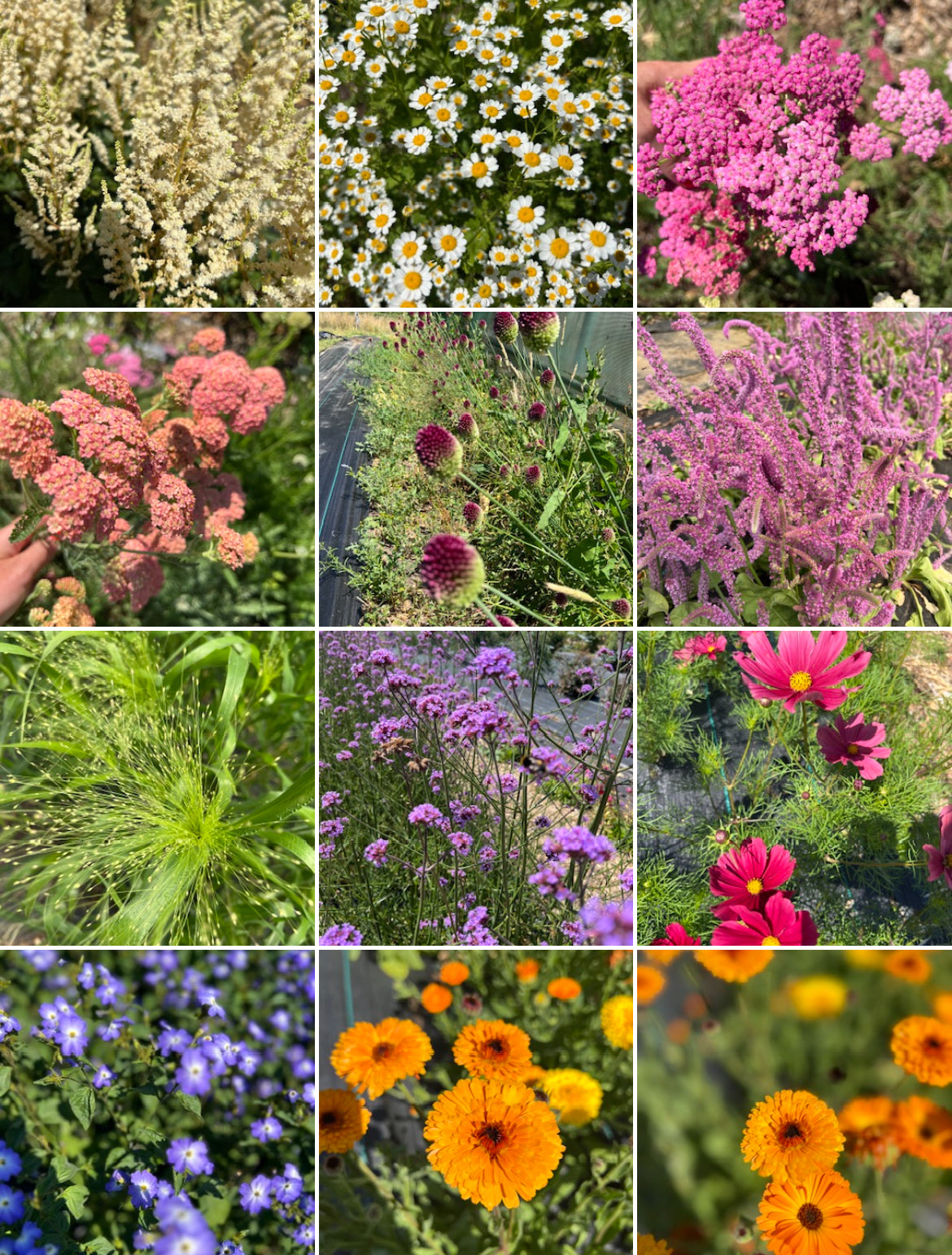 Flower Club