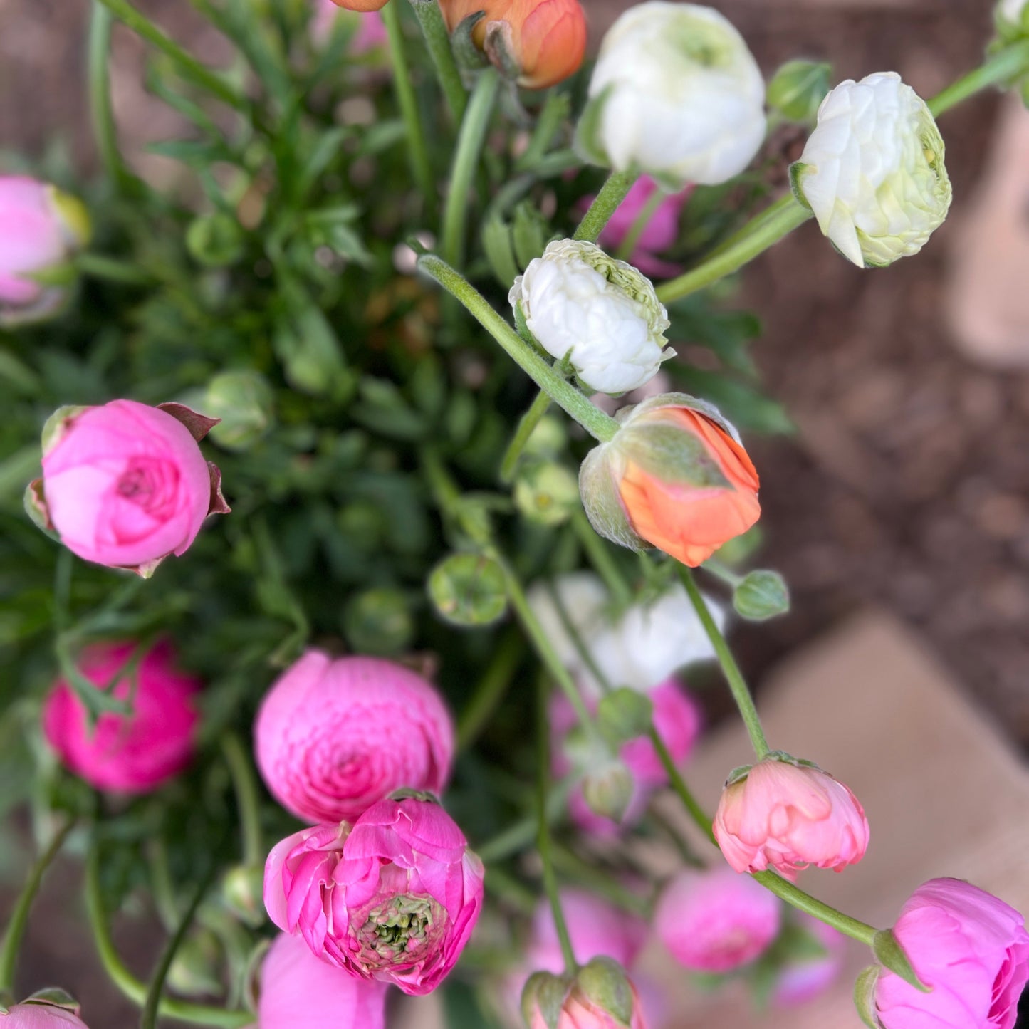 Just Ranunculus