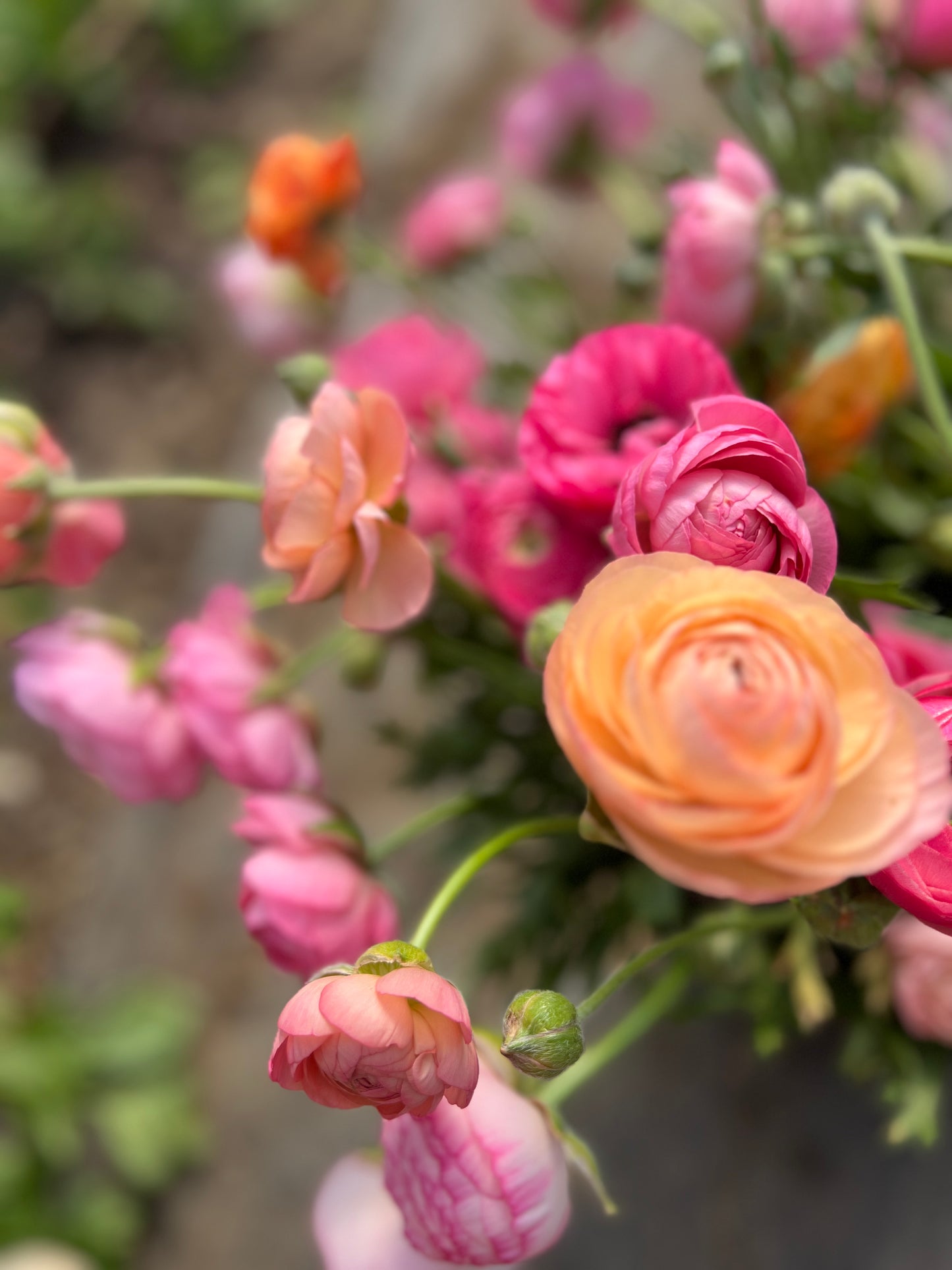 E17 Flowers