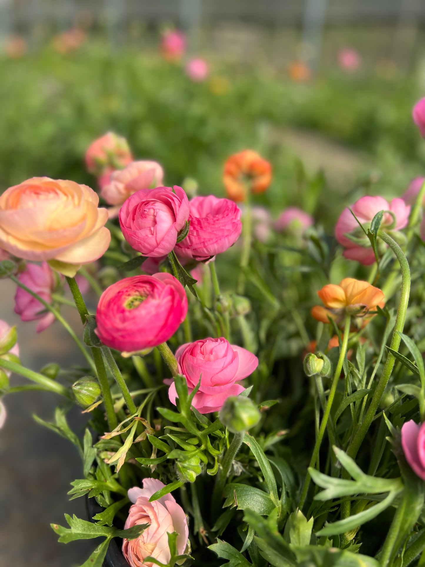 Ranunculus, tea & cake 26th April