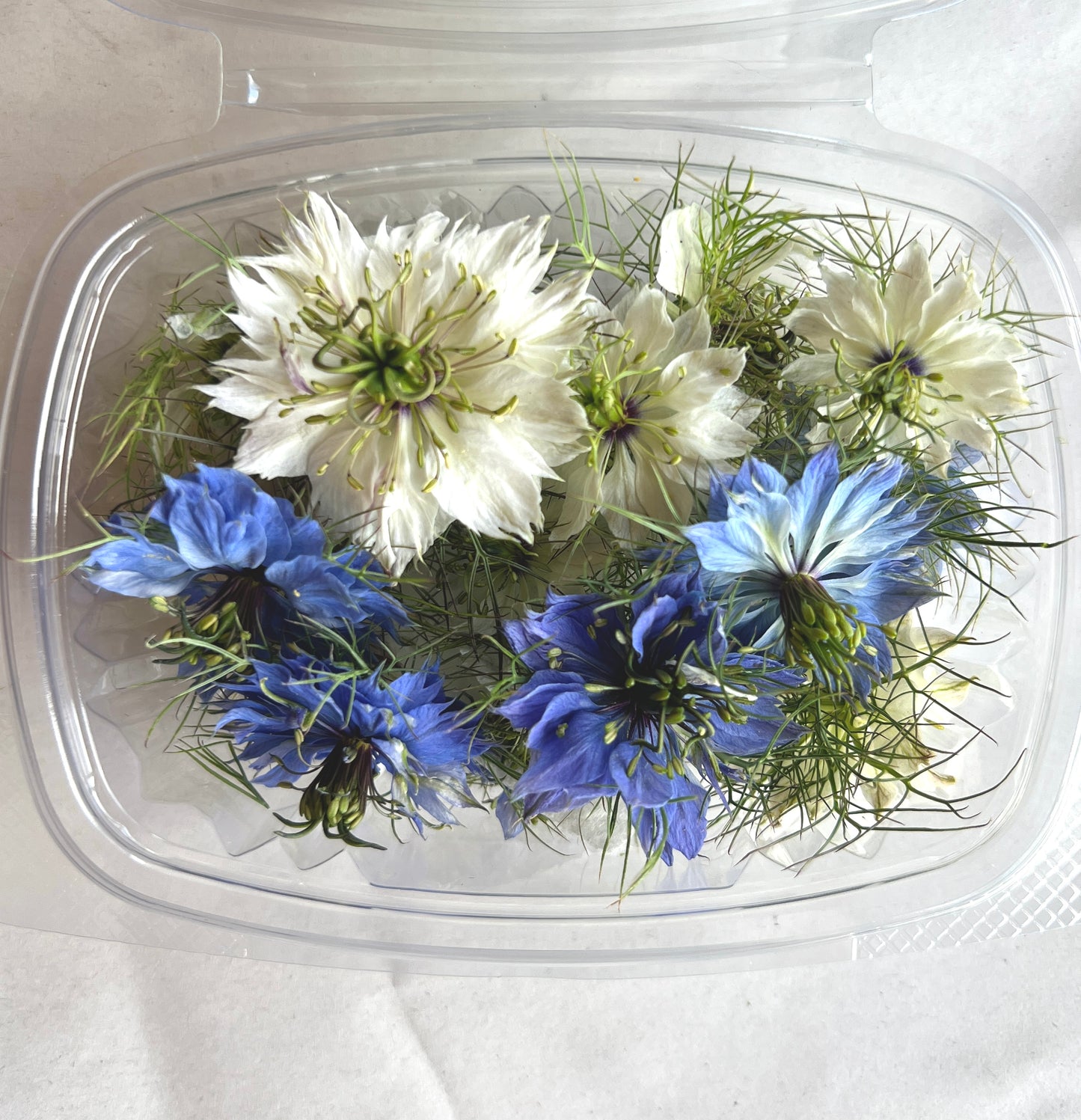 Nigella