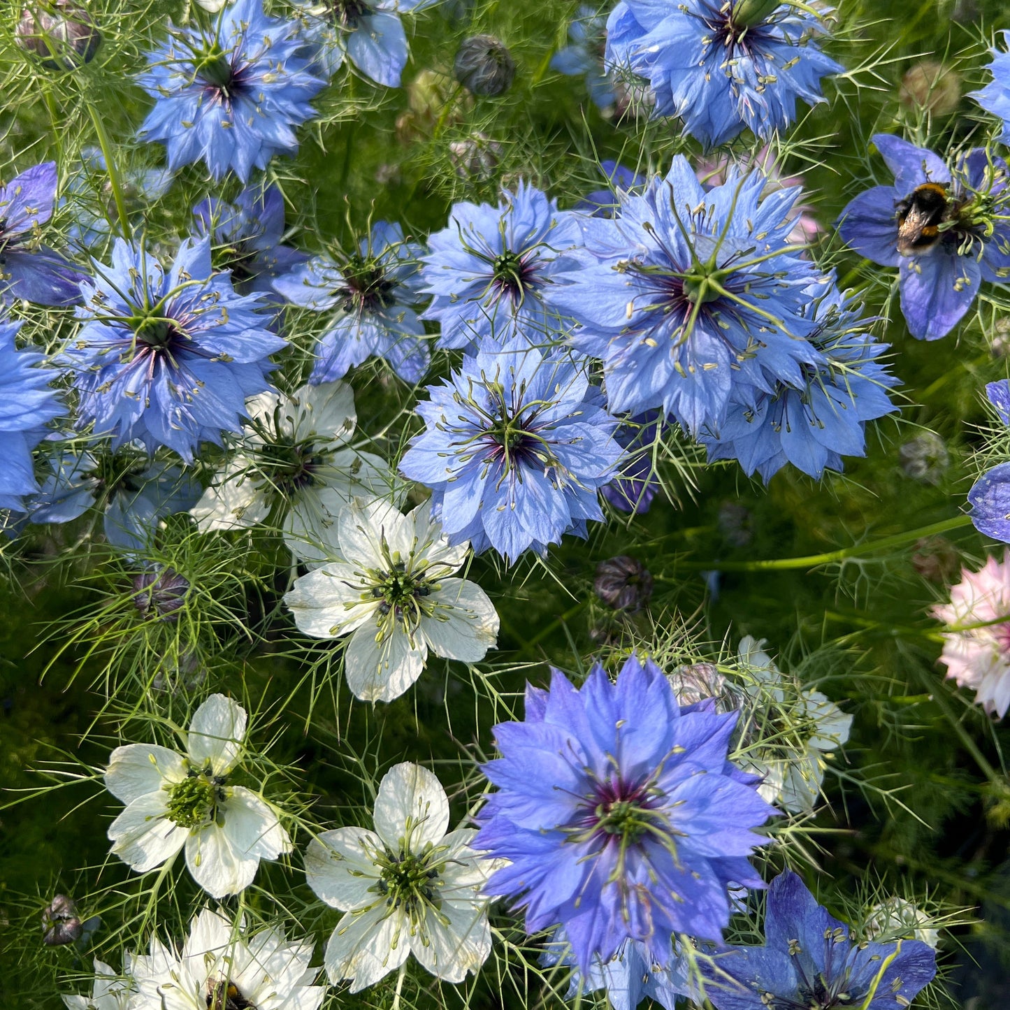 Flowers, tea and cake, 27th & 28th June