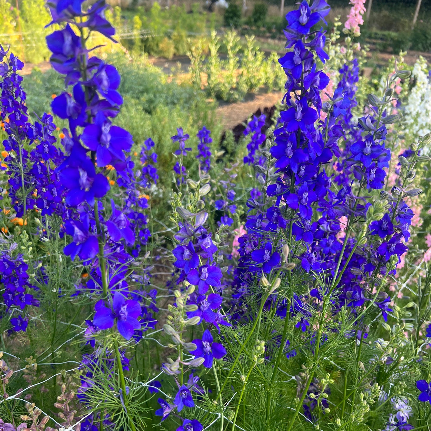 Larkspur mix