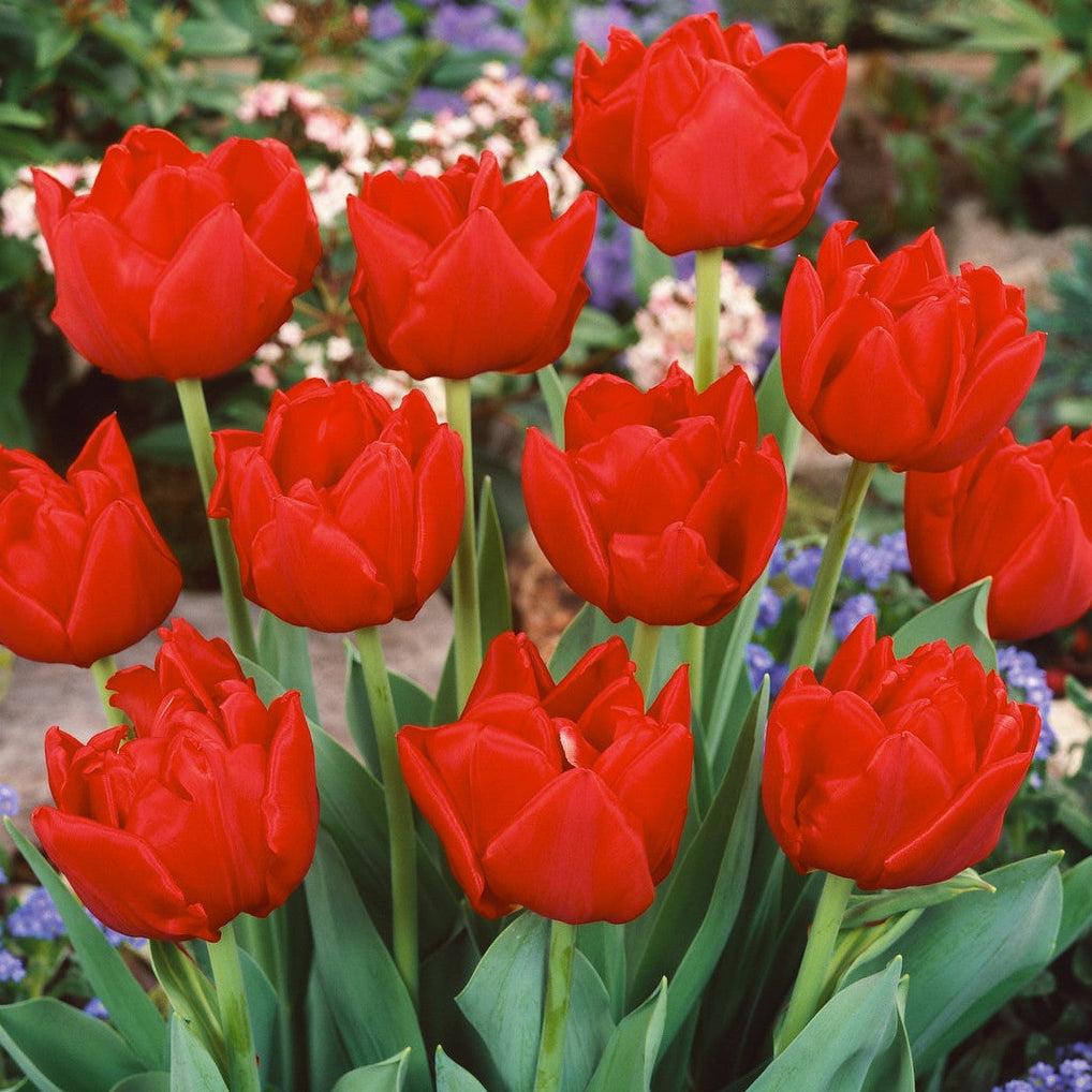 Largo Tulip Bulbs