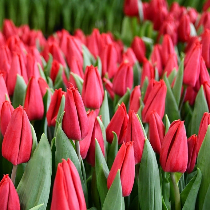 First Star Tulip Bulbs