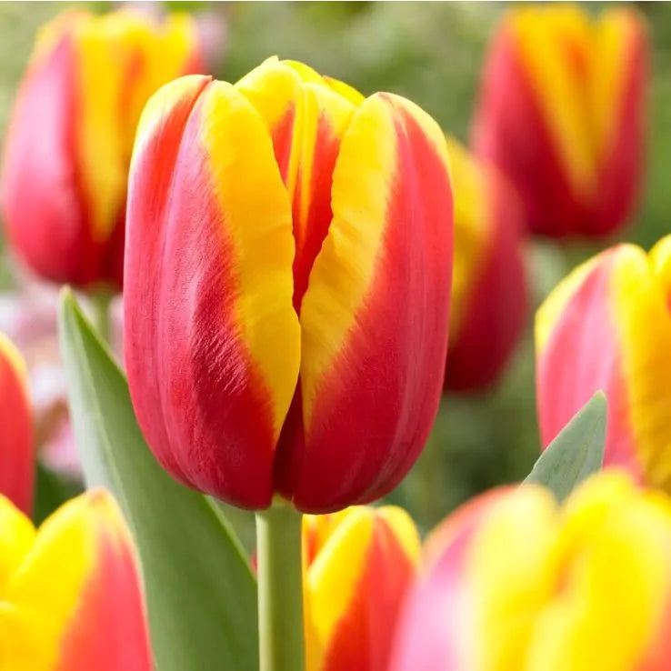 Andre Citroen Tulip Bulbs