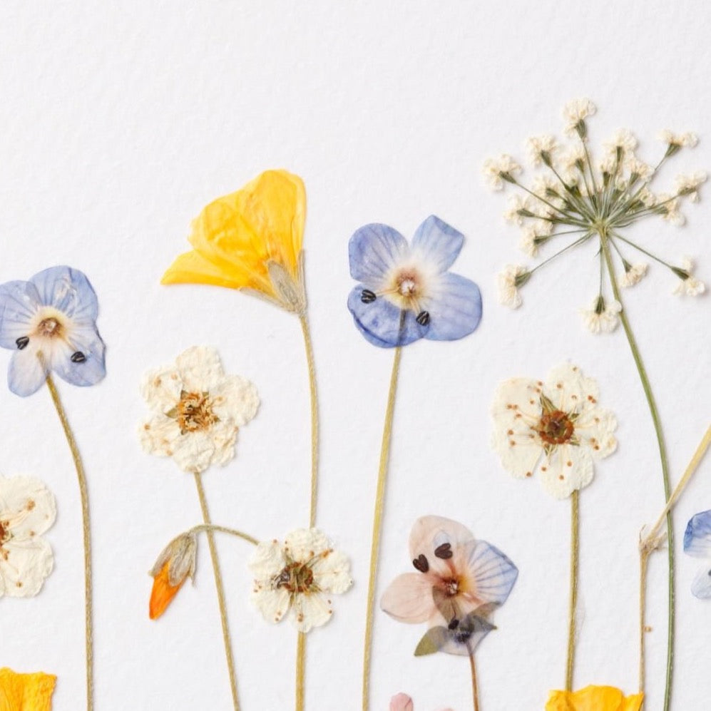 Flower pressing workshop