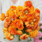Pick Your Own Ranunculus