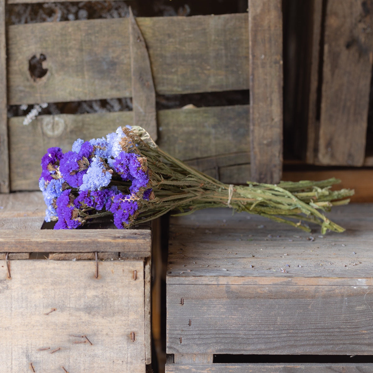 Dried statice - purple & blue