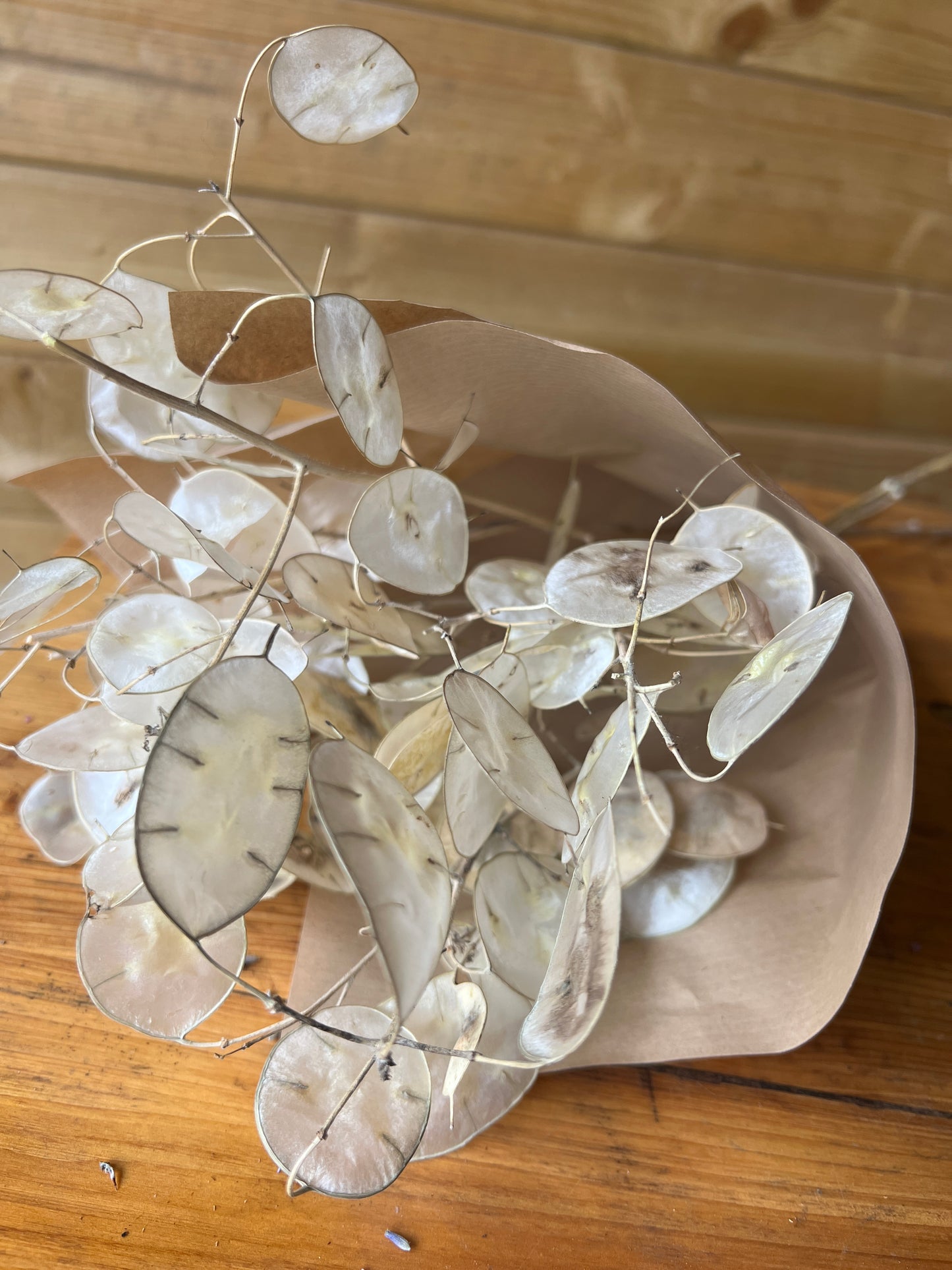Dried honesty