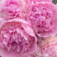 Peonies, Tea & Cake gift voucher