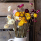 Dried strawflowers