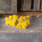 Dried achillea - cloth of gold