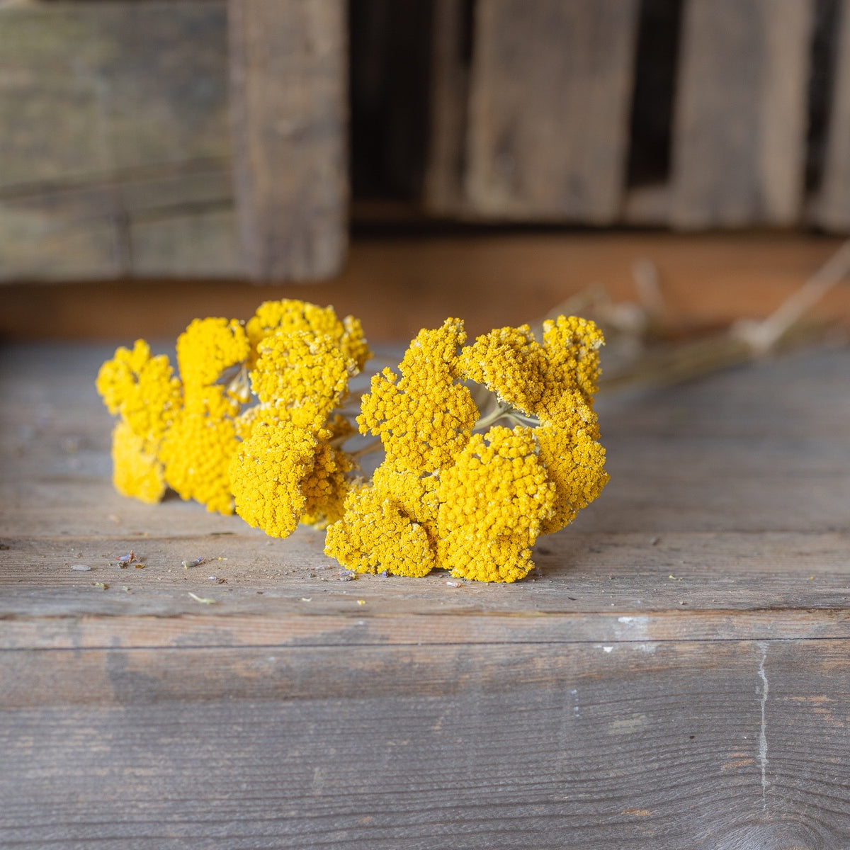 Dried achillea - cloth of gold