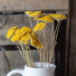 Dried achillea - cloth of gold