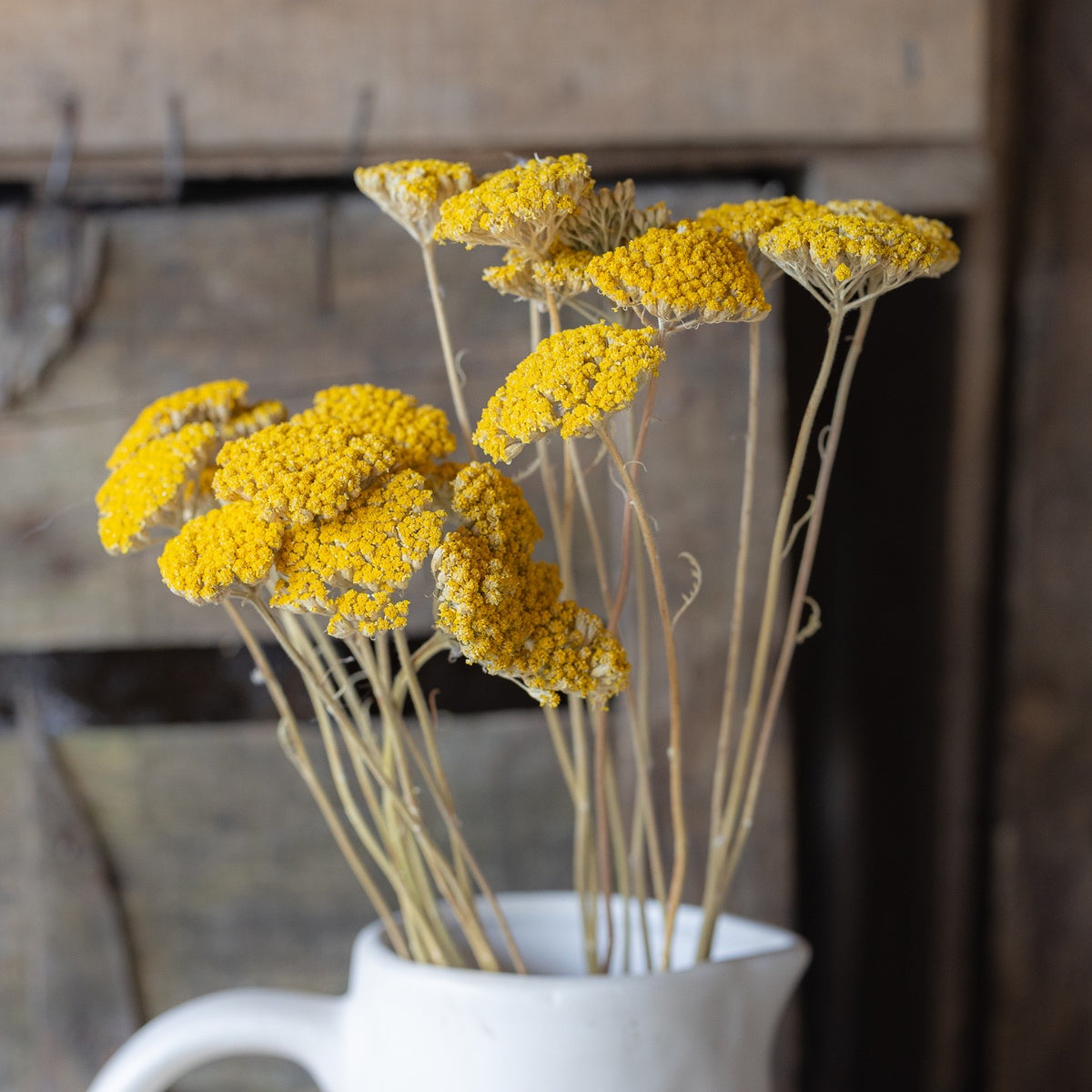Dried achillea - cloth of gold
