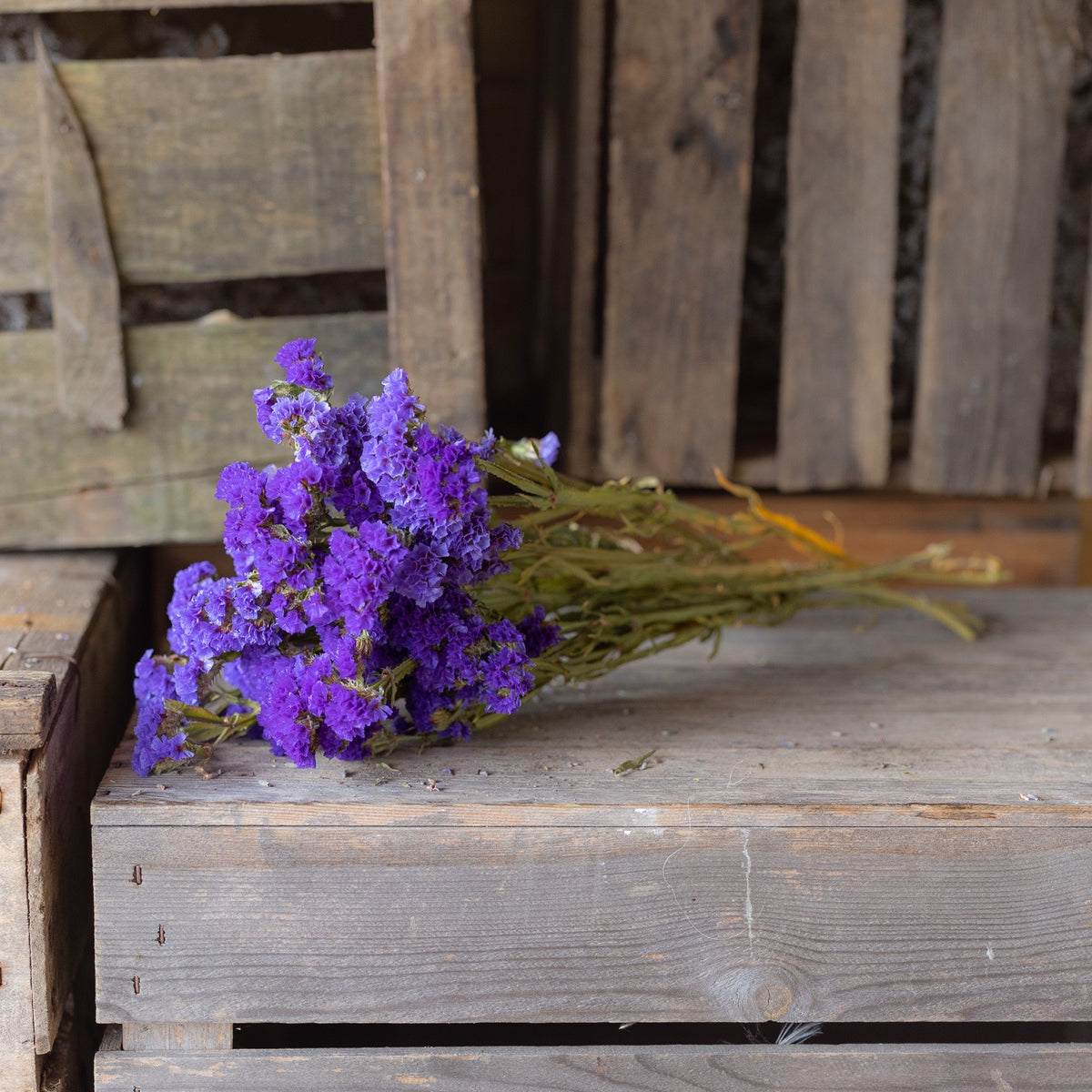 Dried statice - purple