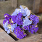 Dried statice - purple & blue