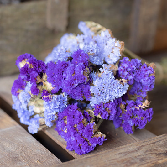 Dried statice - purple & blue