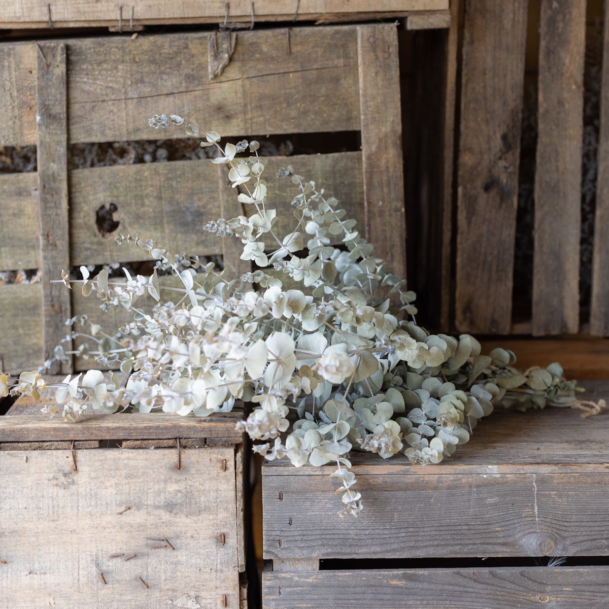 Dried eucalyptus