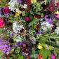 Subscription flowers (mail order) - fortnightly or monthly