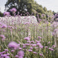 Dahlias, tea and cake, Saturday 20th September