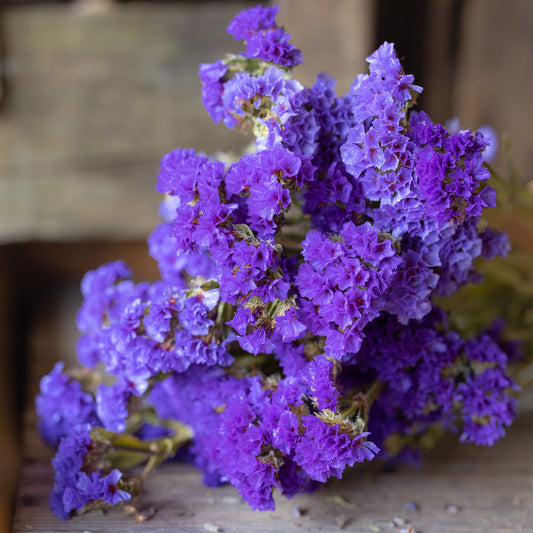 Dried statice - purple
