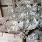 Dried eucalyptus