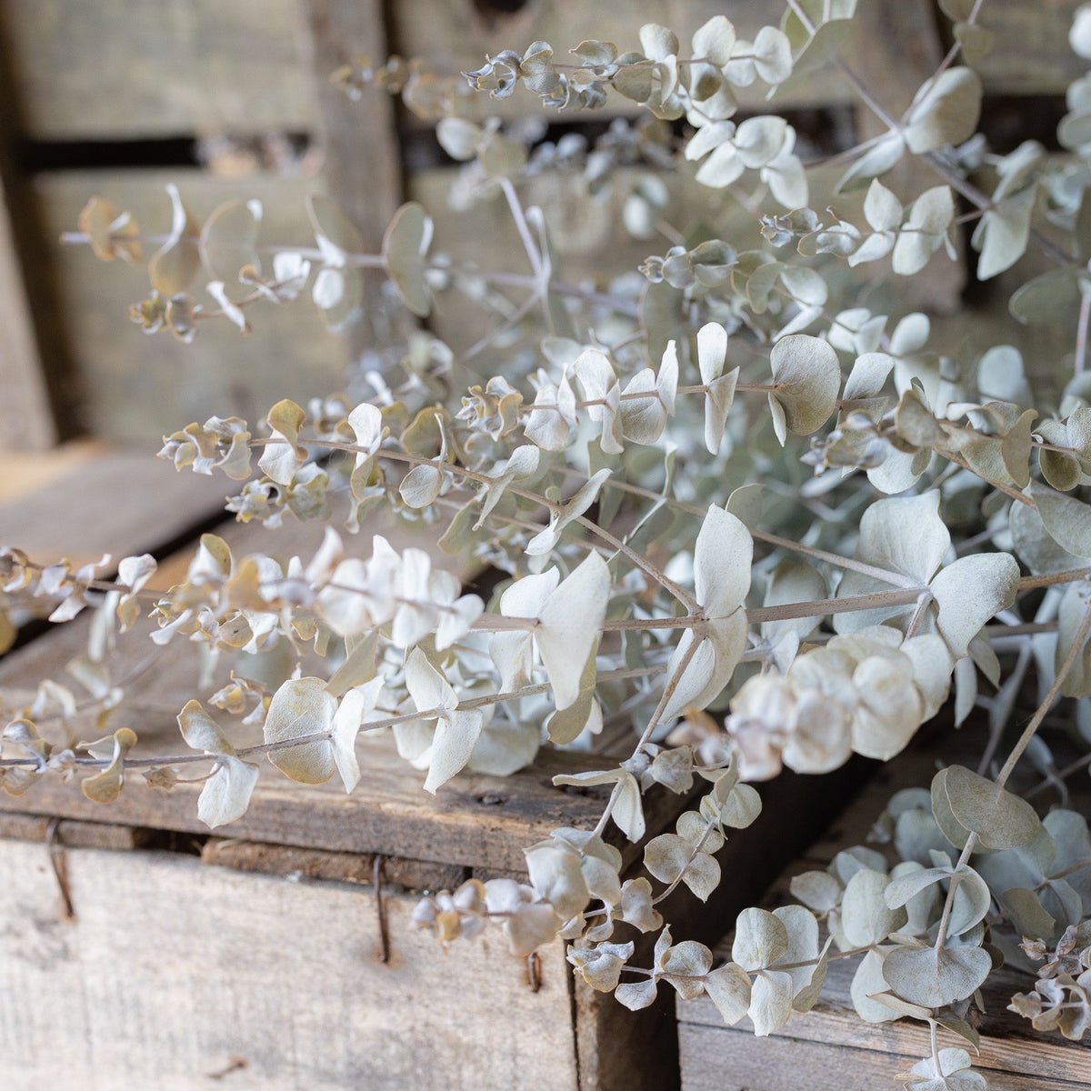 Dried eucalyptus
