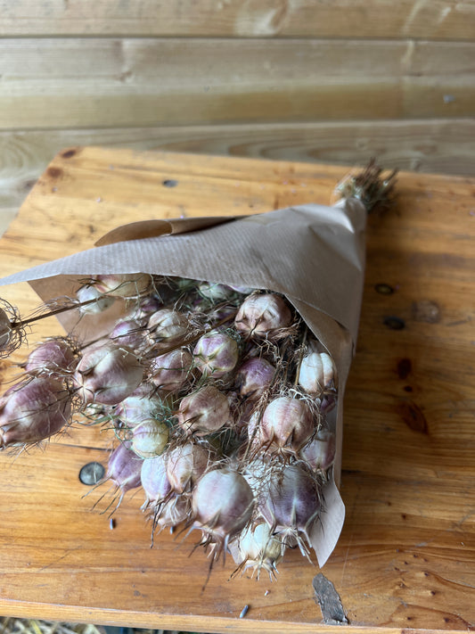 Dried nigella