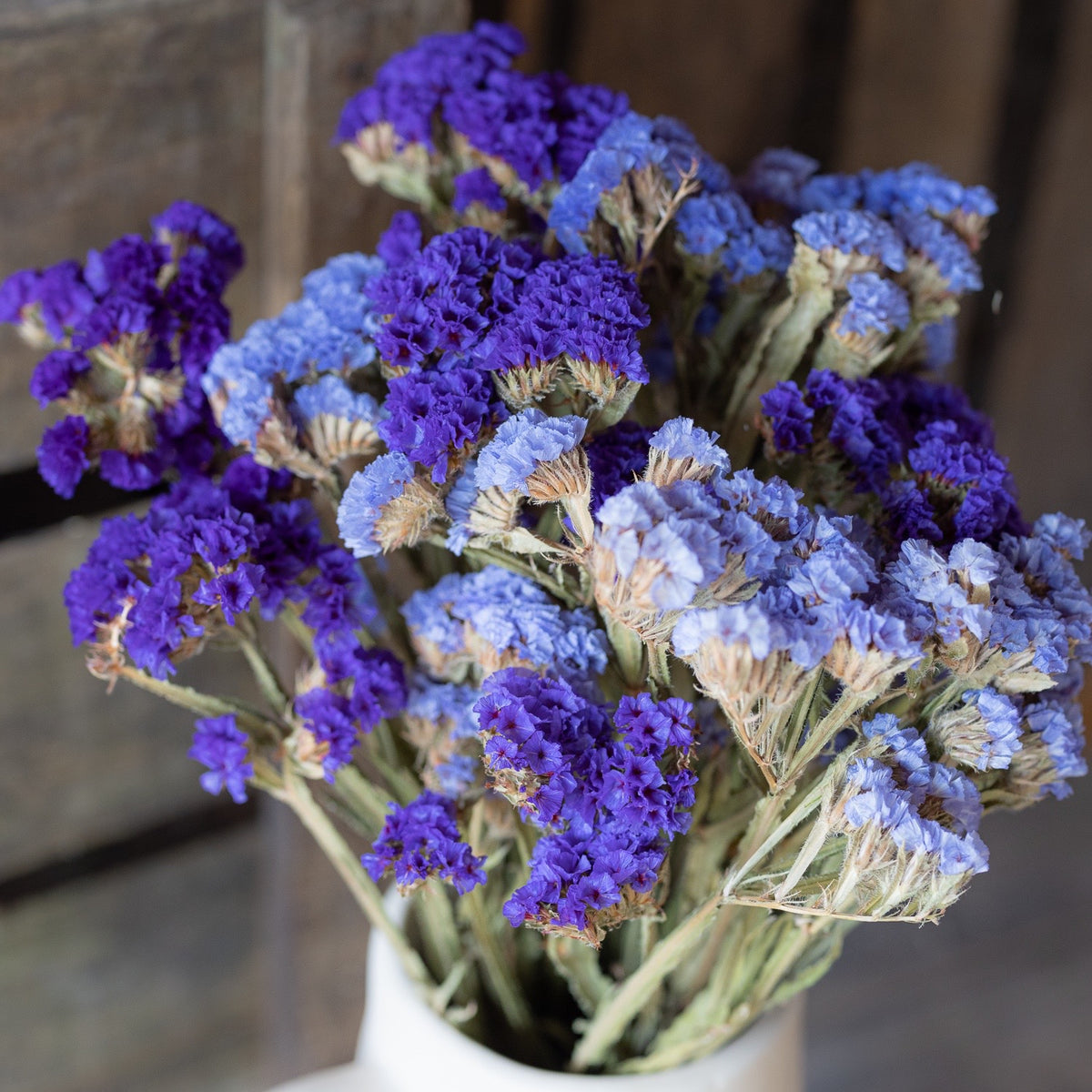 Dried statice - purple & blue