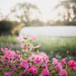 Dahlias, tea and cake, Saturday 20th September
