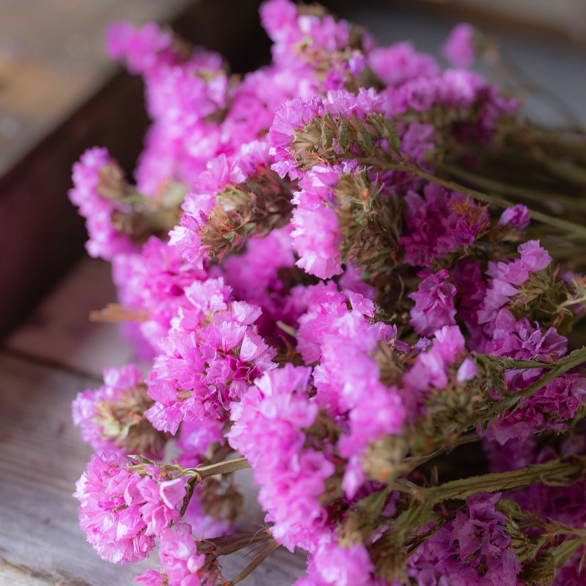 Dried statice - pink
