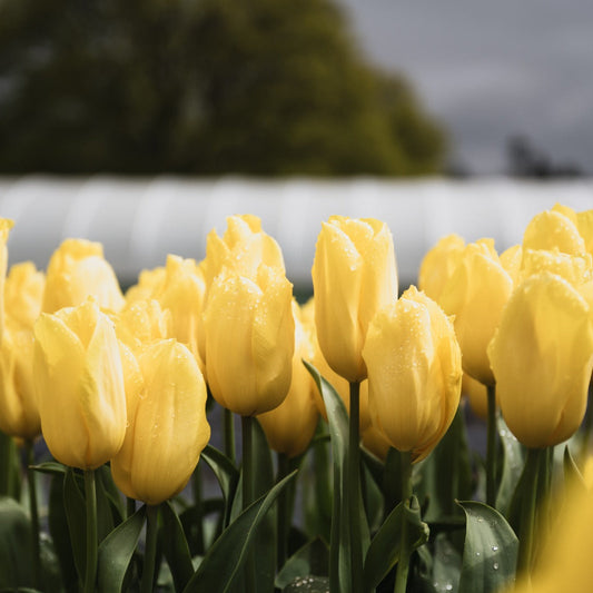 Tulips, Tea & Cake gift voucher