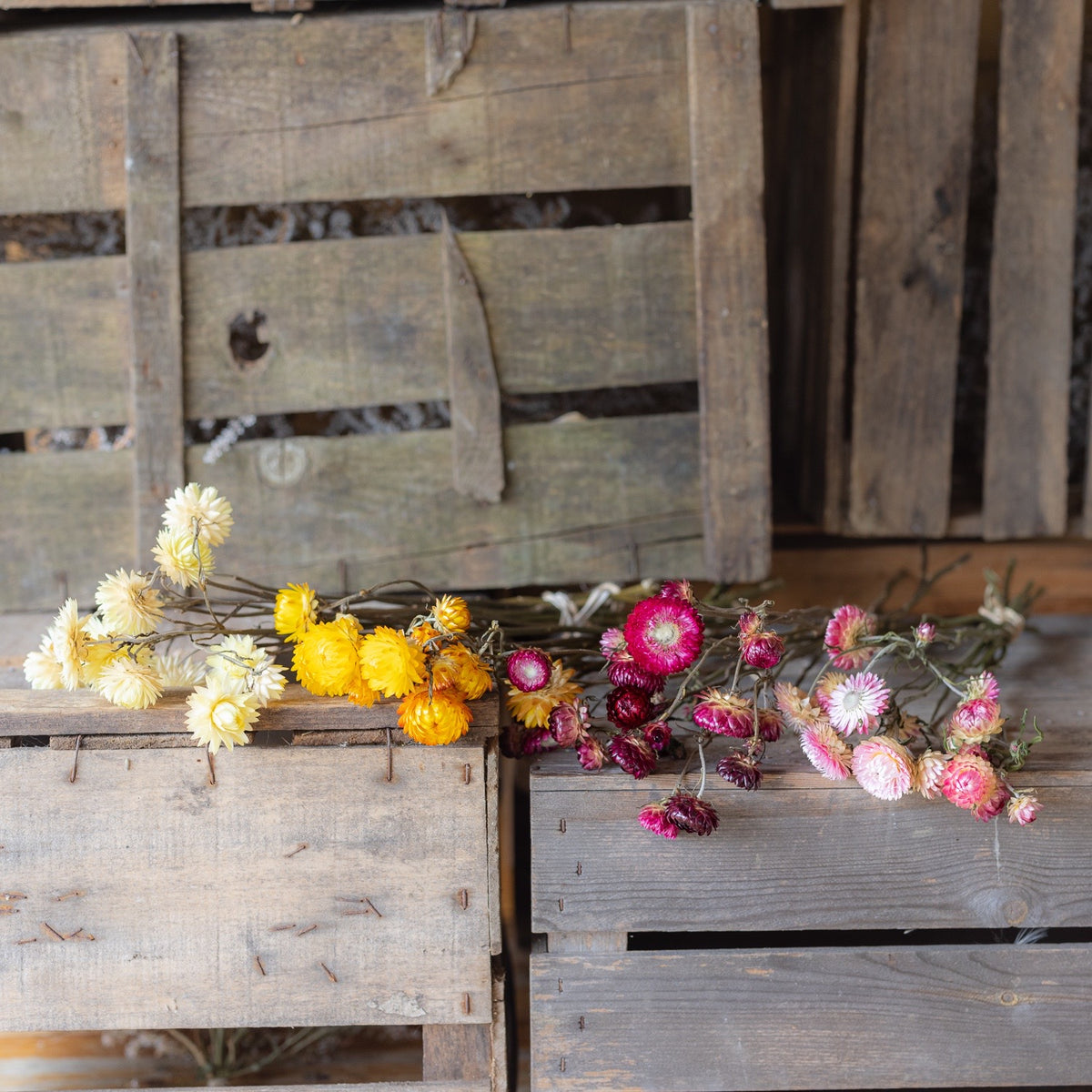 Dried strawflowers