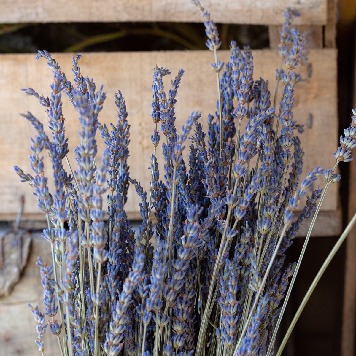 Dried lavender