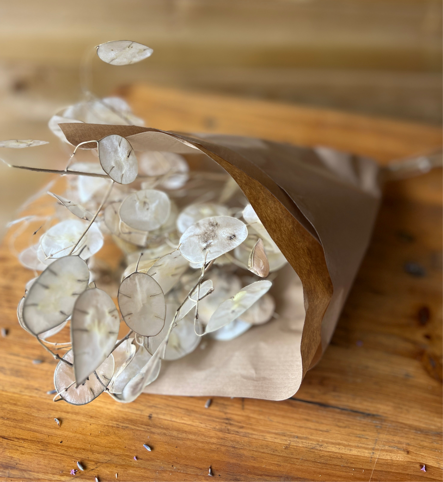 Dried honesty