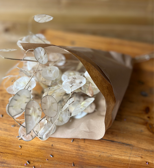 Dried honesty