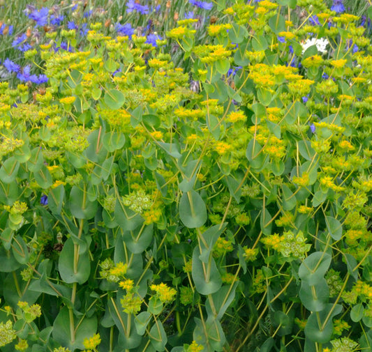 Bupleurum rotundifolium 'Garibaldi'