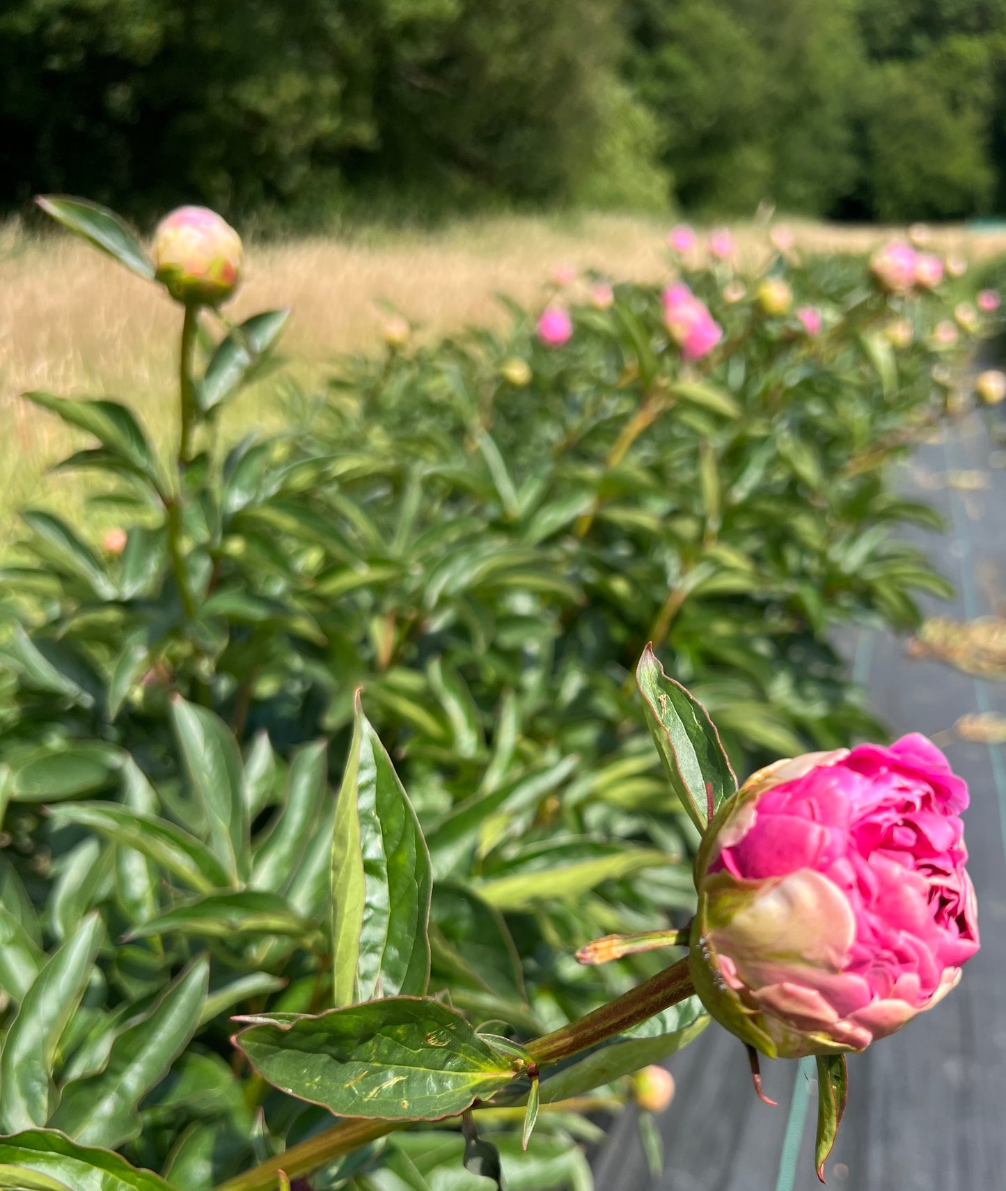 Peonies, Tea & Cake gift voucher