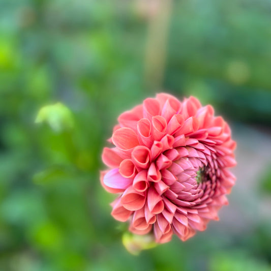 Dahlias, Tea & Cake gift voucher
