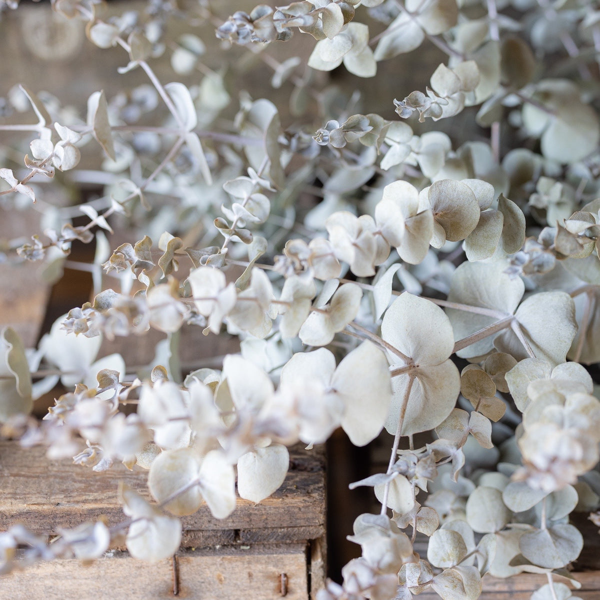 Dried eucalyptus