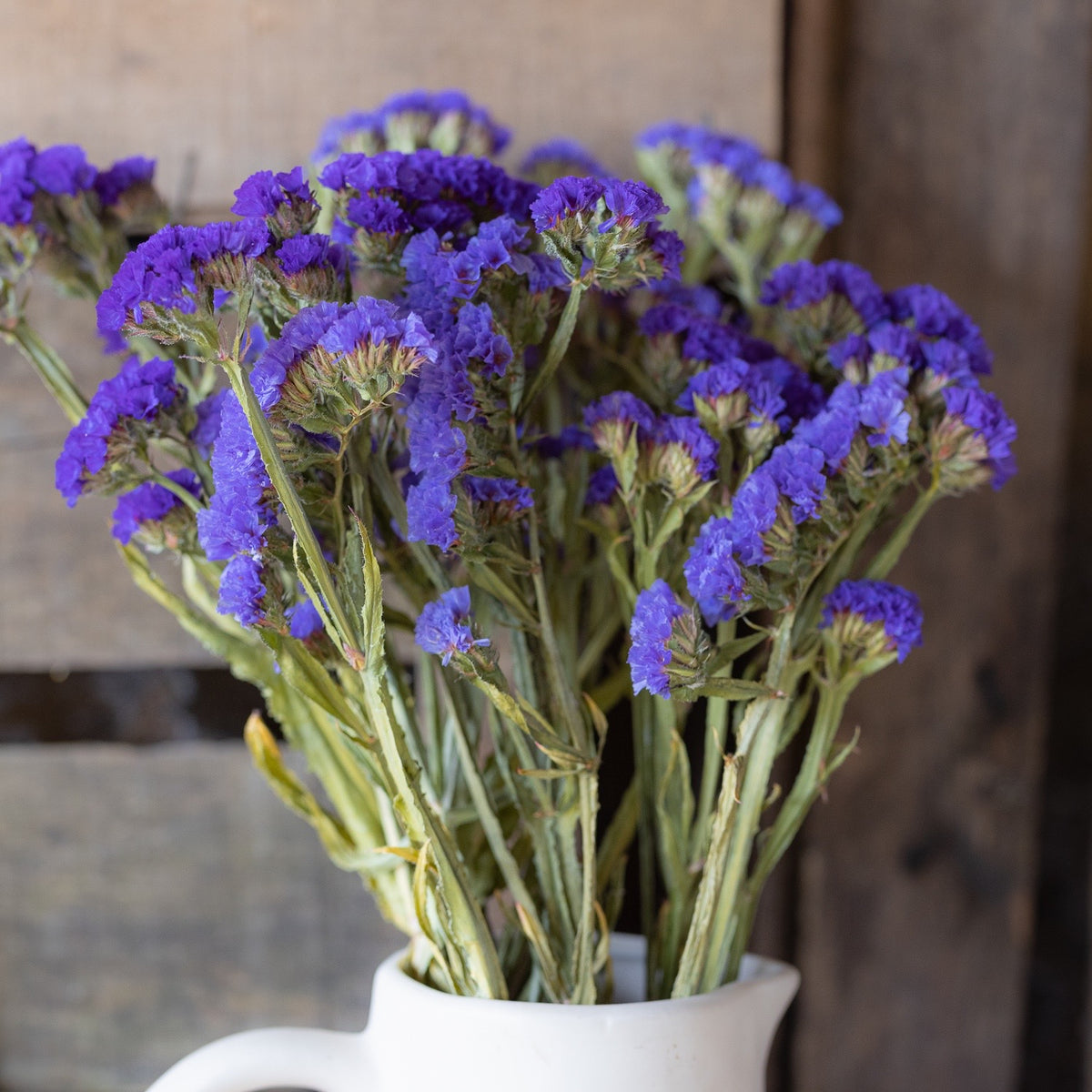 Dried statice - purple