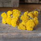 Dried achillea - cloth of gold