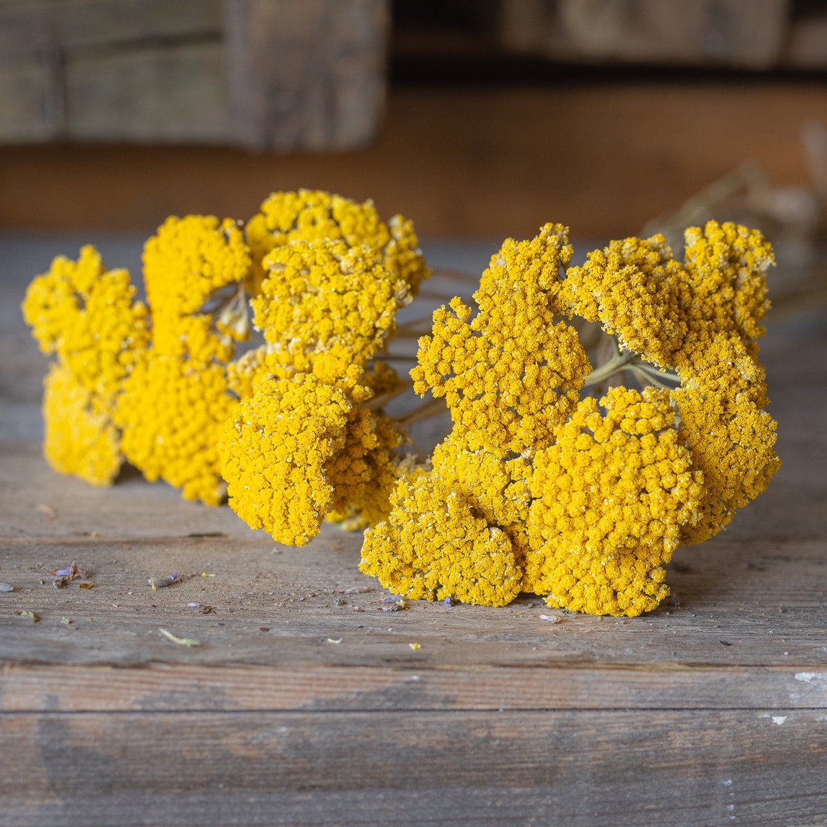Dried achillea - cloth of gold