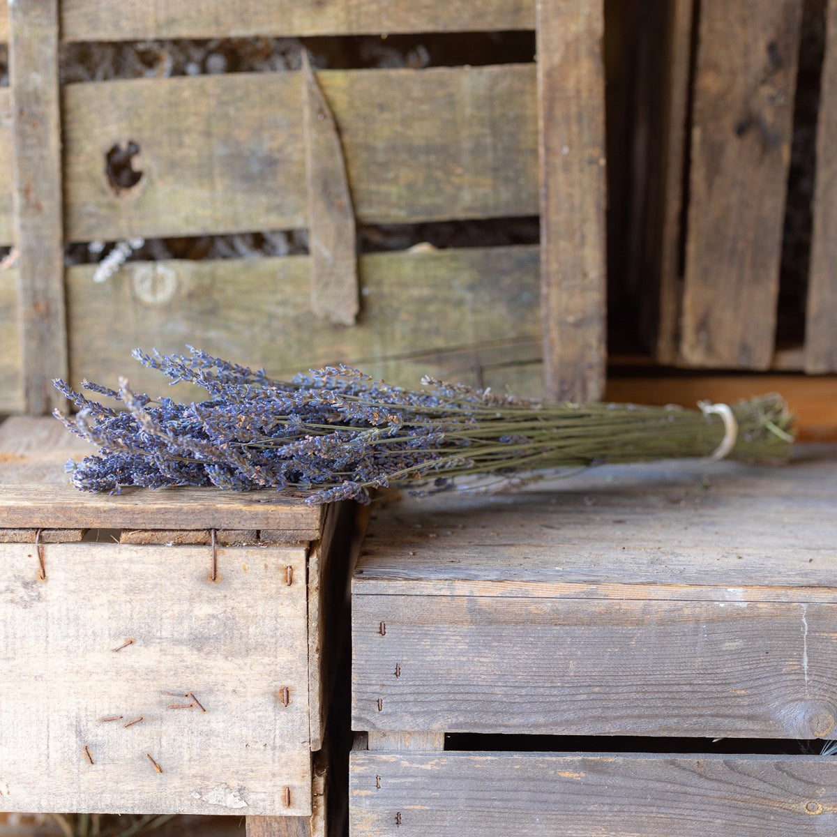 Dried lavender