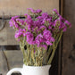 Dried statice - pink